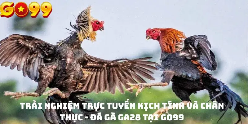 Trải nghiệm trực tuyến kịch tính và chân thực - Đá gà GA28 tại GO99